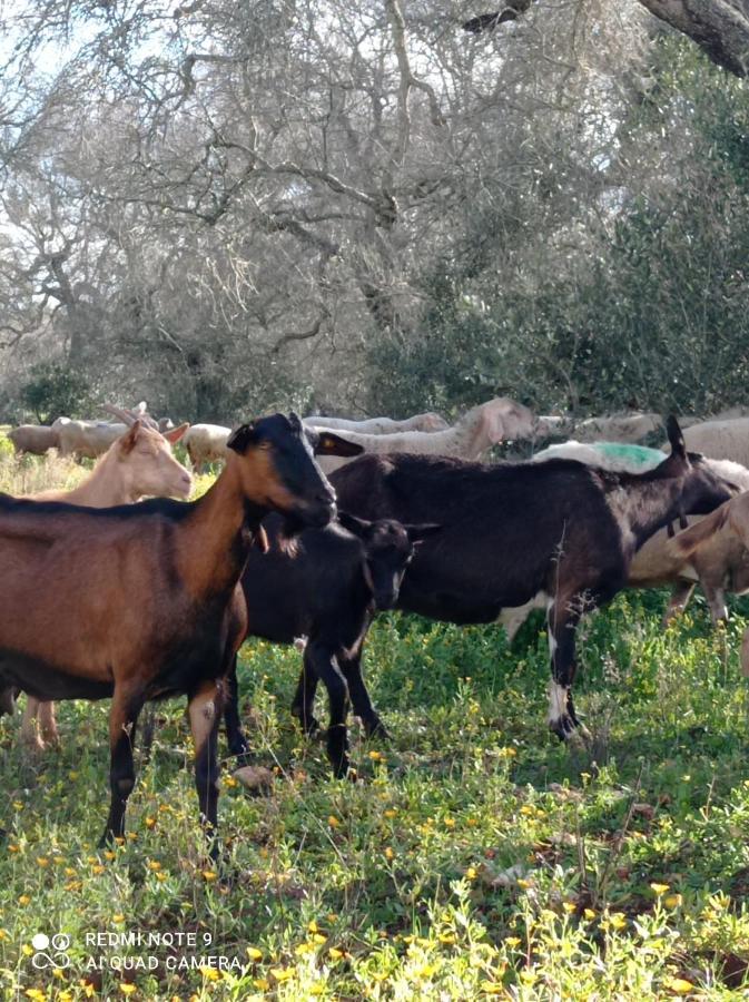 La Petraia Villa Magliano Exterior foto